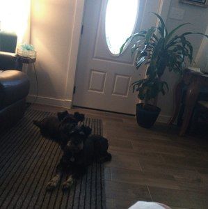 Meet your Posher, Dora